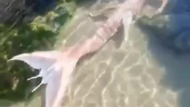 UGLY MERMAID SWIMMING WATCH THE VIDEO AND SHARE