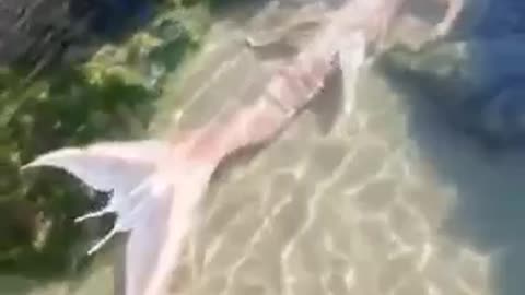 UGLY MERMAID SWIMMING WATCH THE VIDEO AND SHARE