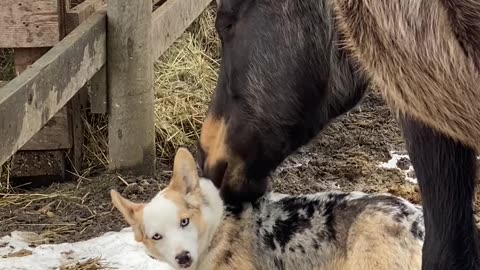 Horse and Corgi are BFFs