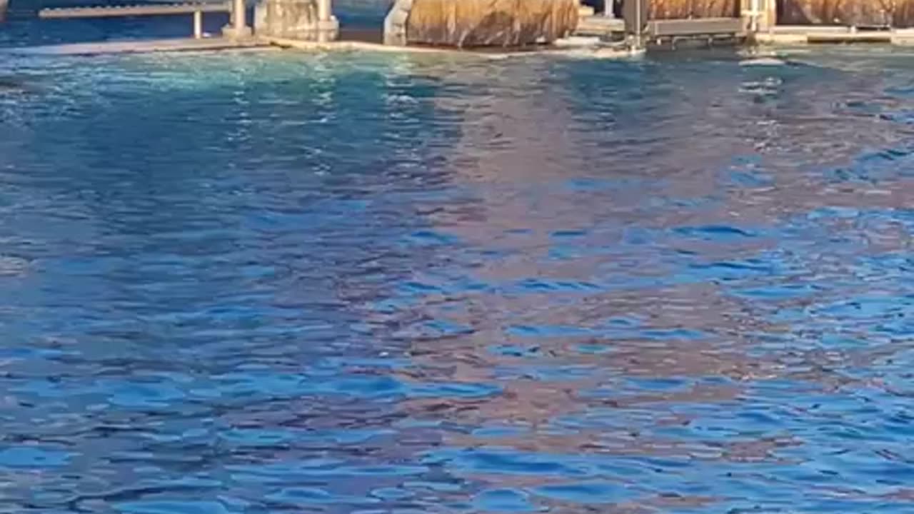 Beluga whales entertaining the crowd