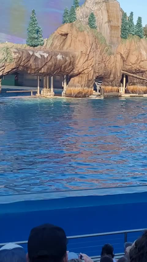 Beluga whales entertaining the crowd