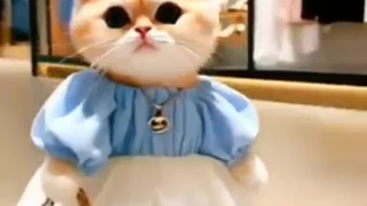 Cute animal kitten 😻💕 #cat #cute #kitten #pets #meow #videos #shorts