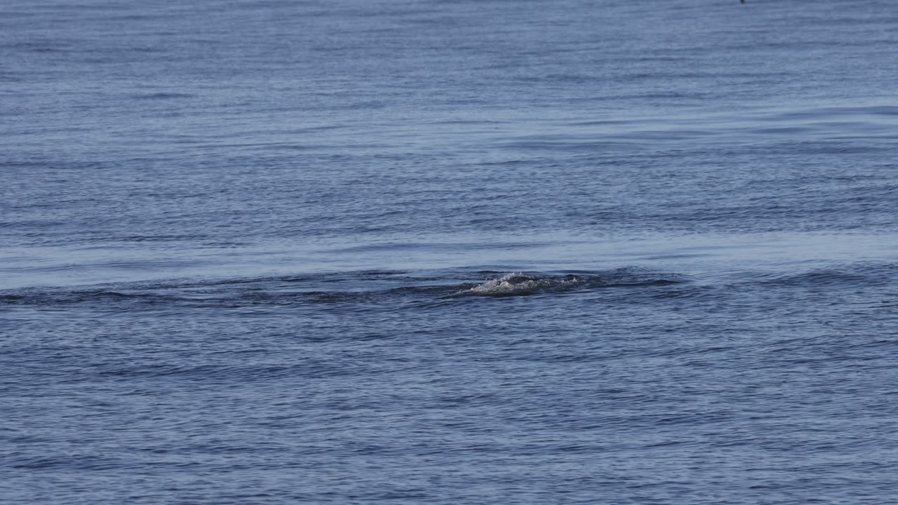 Sea Lion Dispatches Blue Shark