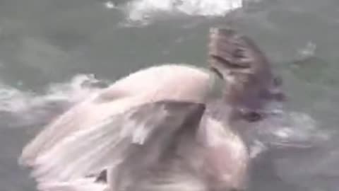 a seagull attacked a seal#animals