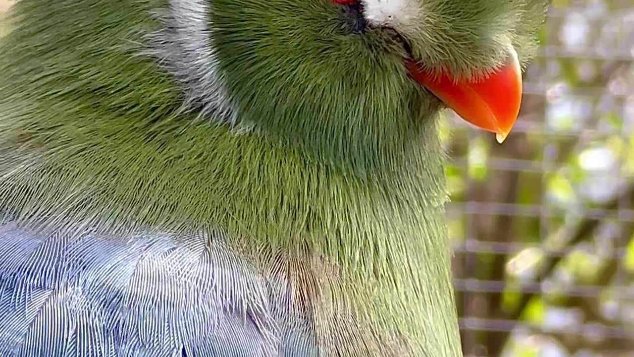 White Cheeked turaco - a beautiful bird close up