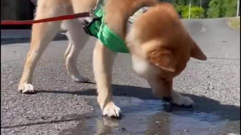 Cute Puppies Doing Funny Things | Cutest Puppies in the Worlds | Cute Puppies
