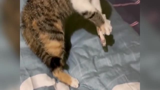 A frightened cat