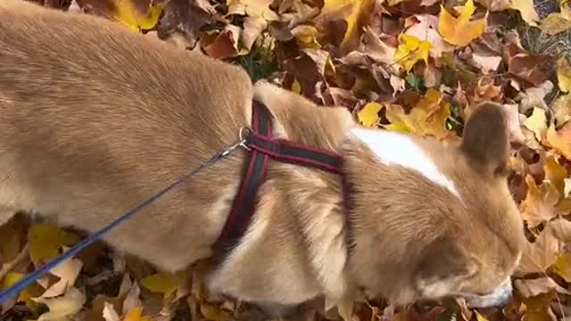 Just a corgi enjoying fall