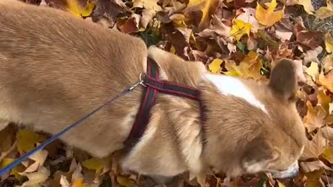 Just a corgi enjoying fall