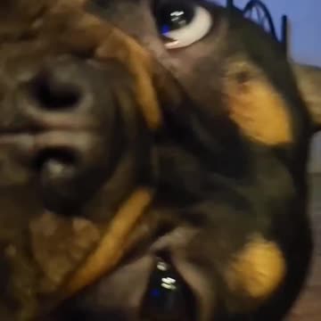 What's going on here? 😂🐶😎