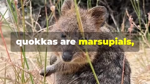 Did You Know? Fun Facts About Quokkas You Need to See!