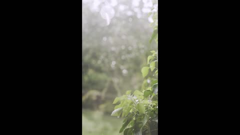 relaxing rain video