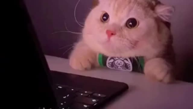 Cute cats funny video