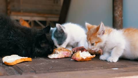 Homeless kittens eating on the street