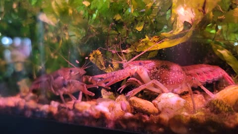 Drama CRAYFISH. Fight turns into a Slap Fest