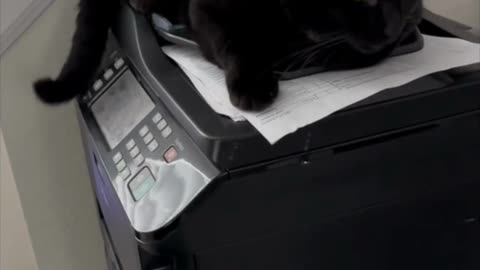 Adopting a Cat from a Shelter Vlog - Cute Precious Piper Guards the Office Supplies #shorts