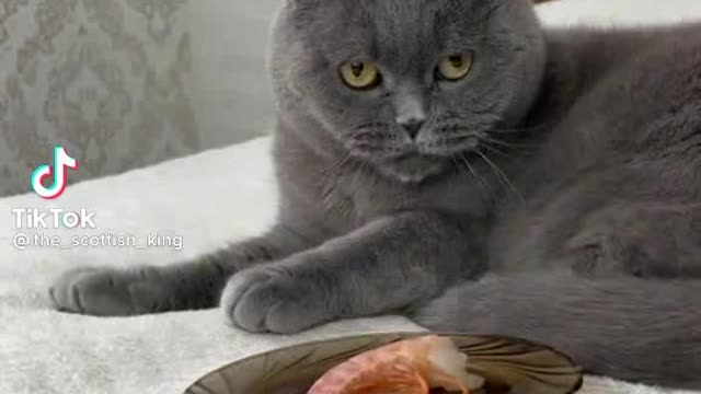 Best funny cat