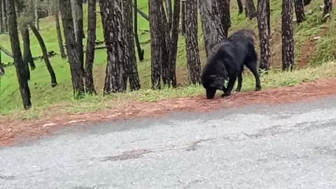 The Black Dog is the king of the Mountains