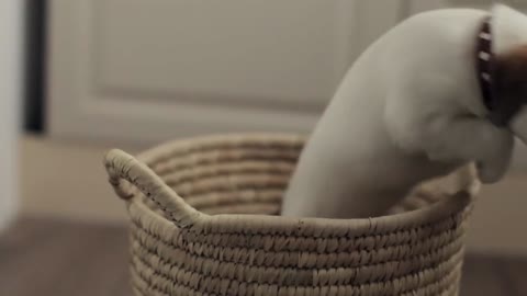 puppy jack russell terrier in a basket with linen