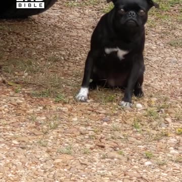 Pug did not enjoy this decoration 😭