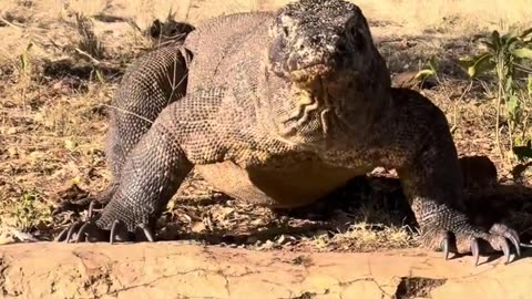 Biggest and dangerous lizard of South Africa forest