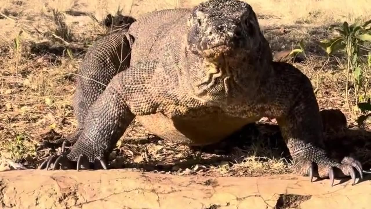 Biggest and dangerous lizard of South Africa forest