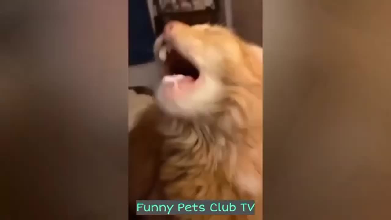 Funny Animal Videos 🤣 Funniest Cats and Dogs Videos 2024