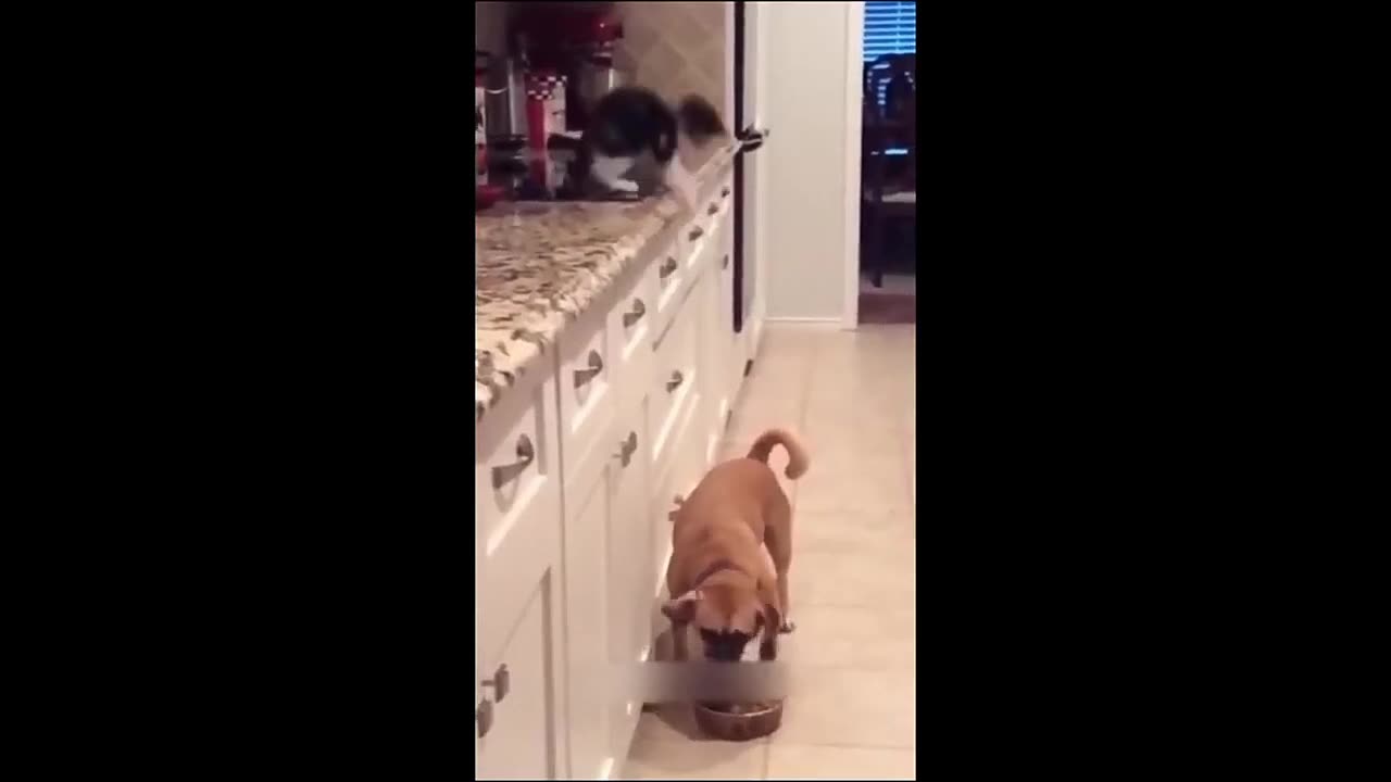 Pawsitively Laughable: Animals Unleash the Chuckles!