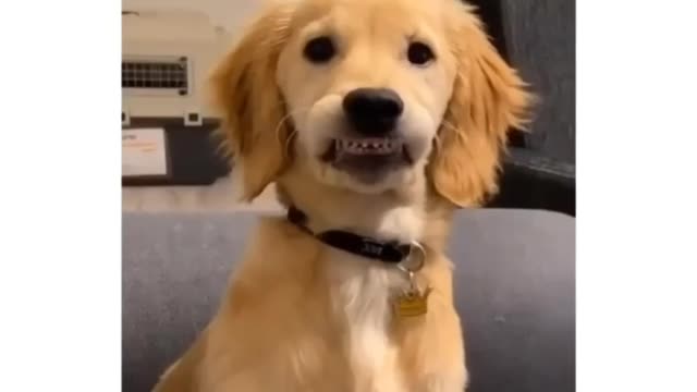 Cute dog show his little teeths #shorts #cutedog #funnydog