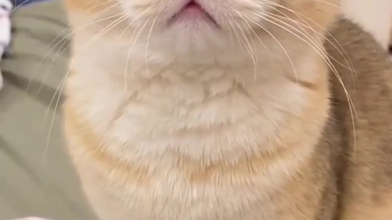 Cute cat