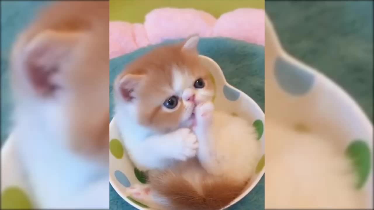 Ohh! SO Lovly Funny Animals Cats 😺🐶 Compilation of Cats Videos 2021