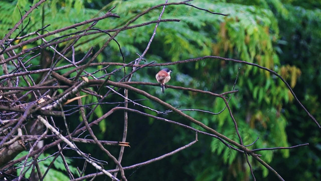 Singing of a Brown Shrike