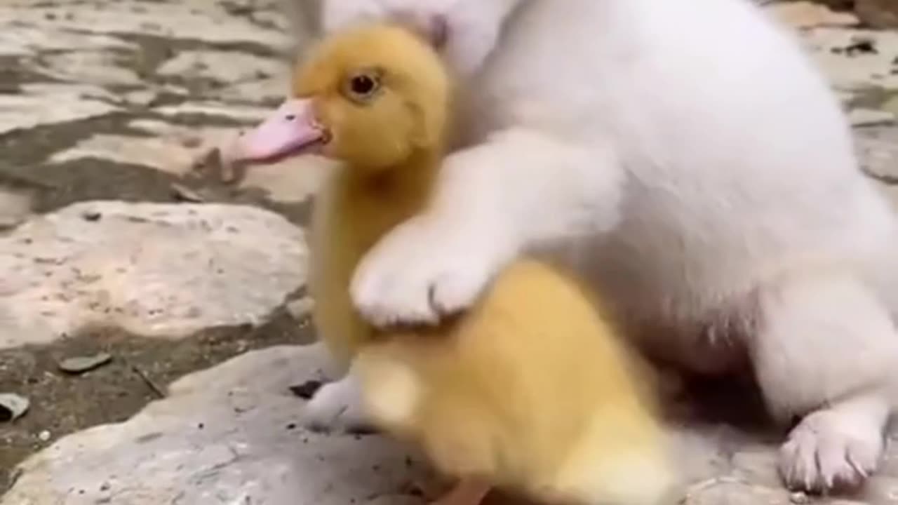 Dog Guarding Duck