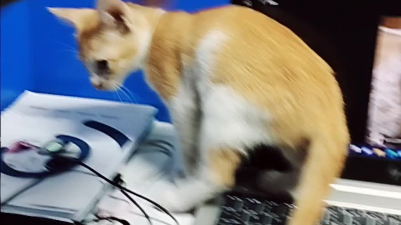 Cat funny video