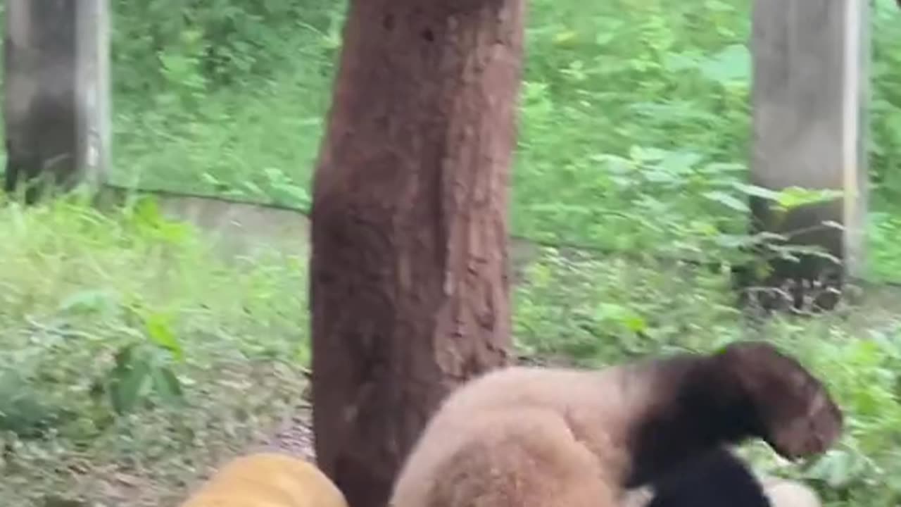 Panda