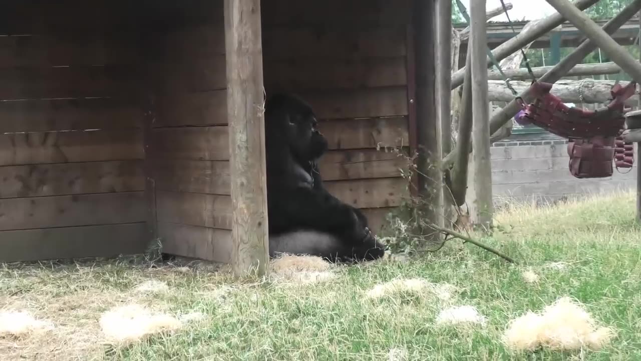 Grumpy Silverback Gorilla deals with super annoying son