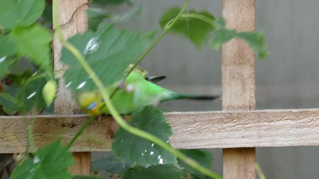 the sweet budgerigar bird