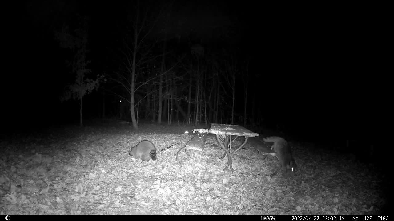 Night Creatures Pass By