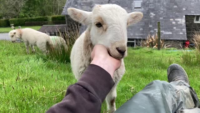 Cute Lamb Compilation