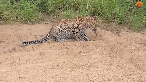 Innocent Baby Bird Walks up to Leopard - Crazy Ending