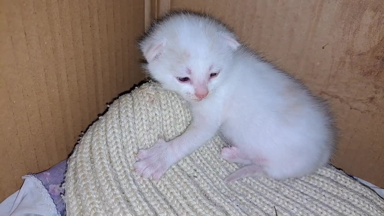 Baby kittens are waiting for their mother.