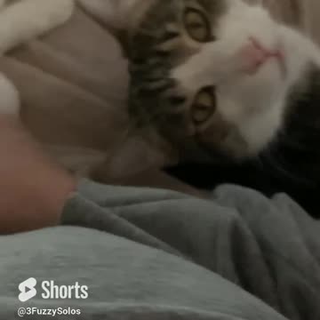 I’m the chosen one. The fuzzy Solos love their people #CatLove #ChosenByCats