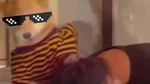 Animal funny videos