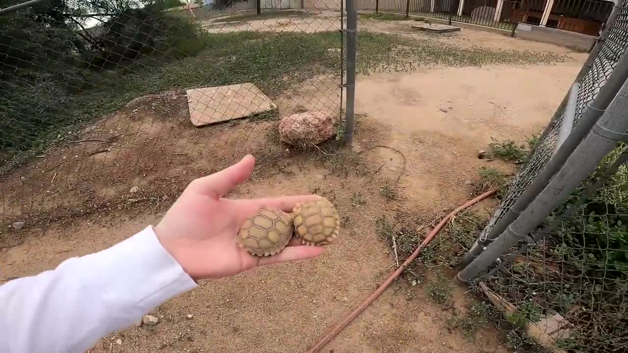 Baby Tortoises Hatching Out of the Ground-5