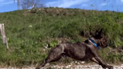Viral dog video