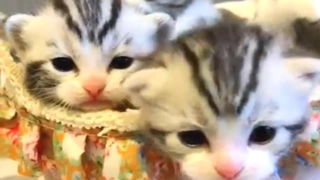 Purrfectly Beautiful Kittens Puppies