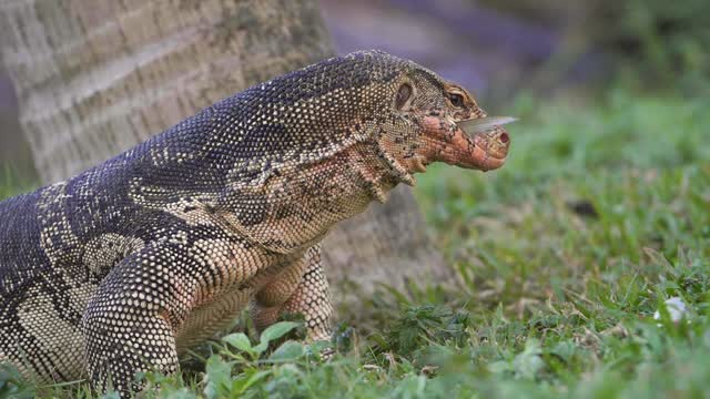 Komodo Dragon Eating Fish