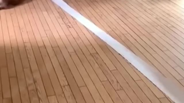 What does this dog want to do?