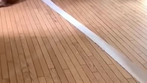 What does this dog want to do?