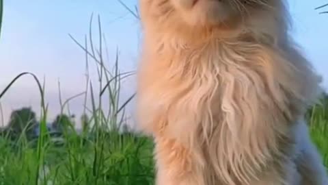 Funny Cat